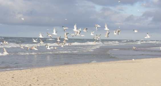Пляж города Паланга. Чайки