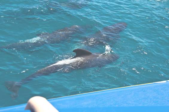 Дельфины вблизи туристического катера