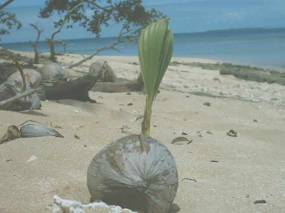 Тропический плод на песчаном побережье